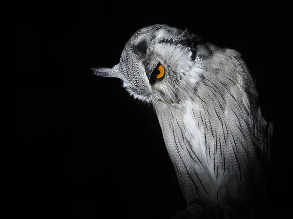 Owl Portait Isolated Black Loking You — Stock Photo, Image