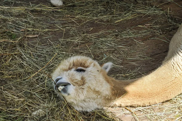Alpaca Cerca Adorable Retrato Esponjoso Mirándote — Foto de Stock
