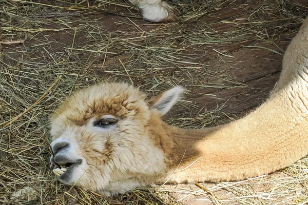 アルパカかわいいふわふわの肖像画を閉じてあなたを見て — ストック写真