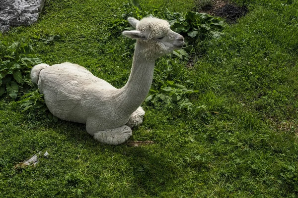 Alpaca Närbild Bedårande Fluffigt Porträtt Avkopplande Gräs — Stockfoto