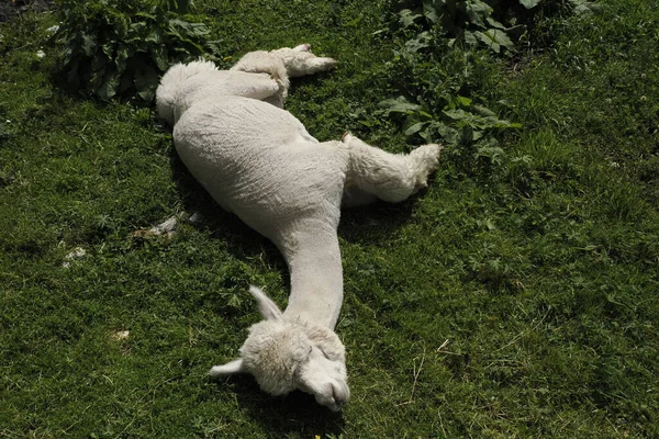Alpaka Zbliżyć Uroczy Puszysty Portret Relaks Trawie — Zdjęcie stockowe