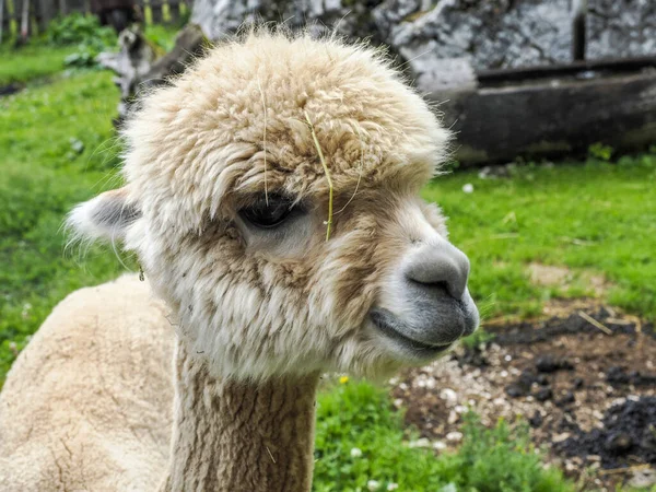 Alpaca Cerca Adorable Retrato Esponjoso Mirándote — Foto de Stock