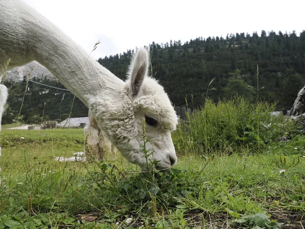 Alpaca Közeli Aranyos Bolyhos Portré Néz Rád — Stock Fotó