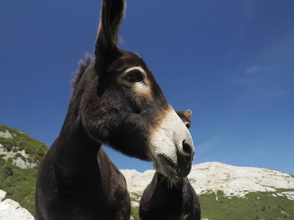 Vicces Közeli Szamár Portré Néz Rád — Stock Fotó