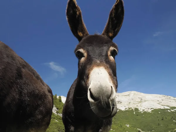 Funny Close Donkey Portrait Looking You — Stock Photo, Image