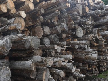 Bir çok kabuk böceği hastalıklı karaçam ağacı Dolomite dağ manzarasıyla kesilmiş.