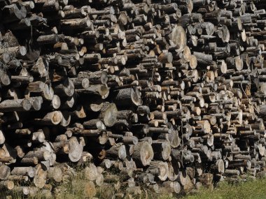 Bir çok kabuk böceği hastalıklı karaçam ağacı Dolomite dağ manzarasıyla kesilmiş.