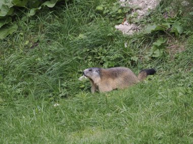 Dağ sıçanı dağ sıçanı yuvası portresi. Yaklaş.