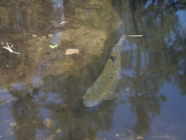 Suyun altındaki gölde alabalık. Portreyi yakından çek.