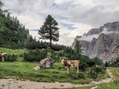 İnek portresi Dolomite dağlarında sana yakından bakıyor.