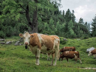 İnek portresi Dolomite dağlarında sana yakından bakıyor.