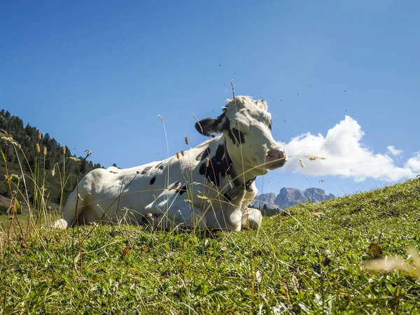 ドロマイト山脈であなたを間近に見る牛の肖像画 — ストック写真