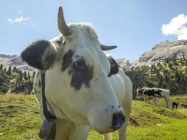 Retrato Vaca Perto Olhando Para Você Montanhas Dolomitas — Fotografia de Stock