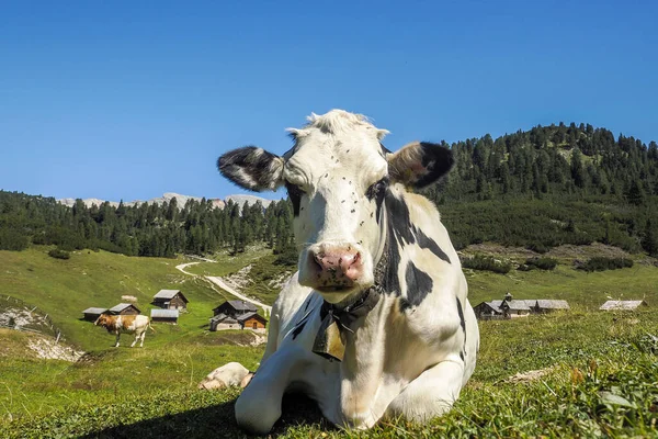 Portrait Vache Près Vous Regardant Dans Les Montagnes Dolomites — Photo