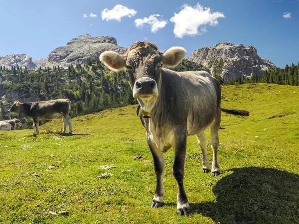 Portret Krowy Bliska Patrząc Ciebie Górach Dolomitów — Zdjęcie stockowe