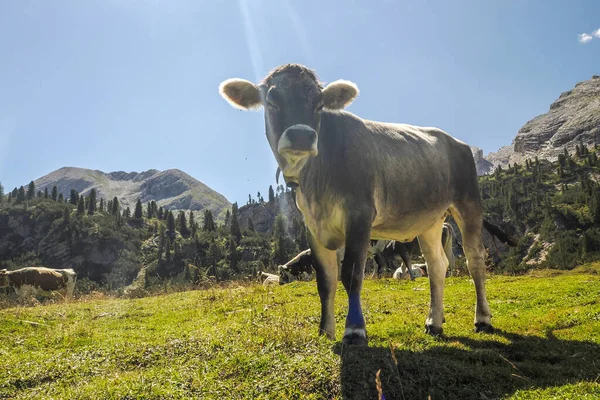Portrait Vache Près Vous Regardant Dans Les Montagnes Dolomites — Photo