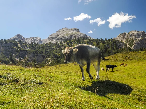Nek Portresi Dolomite Dağlarında Sana Yakından Bakıyor — Stok fotoğraf