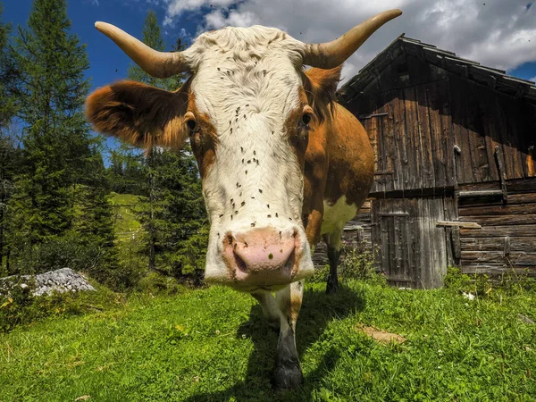 Kráva Portrét Pokrytý Mouchami Zblízka Při Pohledu Vás Dolomitských Horách — Stock fotografie