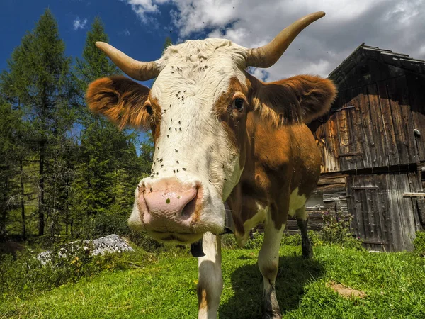 Retrato Vaca Cubierto Moscas Cerca Mirándote Las Montañas Dolomitas —  Fotos de Stock