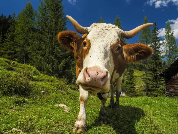 Portrait Vache Près Vous Regardant Dans Les Montagnes Dolomites — Photo