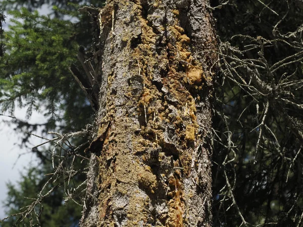 Dendroctone Écorce Maladie Mélèze Pin Dans Les Dolomites Détail Montagne — Photo