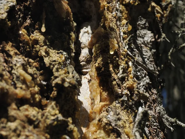 Короїд Уражений Модним Сосновим Деревом Доломітах Гірські Деталі — стокове фото