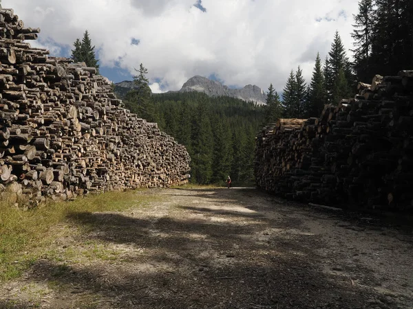 Bir Çok Kabuk Böceği Hastalıklı Karaçam Ağacı Dolomite Dağ Manzarasıyla — Stok fotoğraf