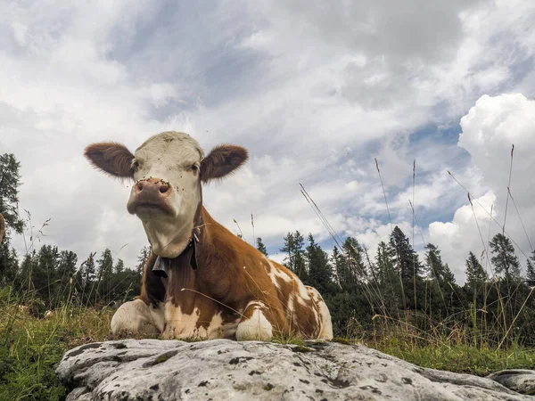 Nek Portresi Dolomite Dağlarında Sana Yakından Bakıyor — Stok fotoğraf