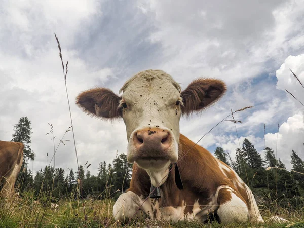 Portret Krowy Bliska Patrząc Ciebie Górach Dolomitów — Zdjęcie stockowe