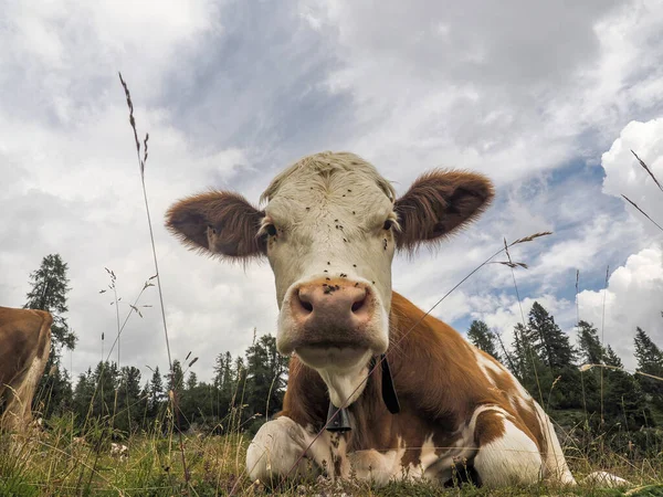 Portrait Vache Près Vous Regardant Dans Les Montagnes Dolomites — Photo