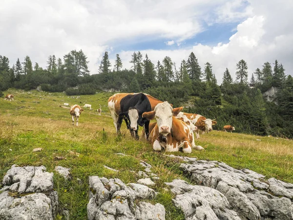 Nek Portresi Dolomite Dağlarında Sana Yakından Bakıyor — Stok fotoğraf