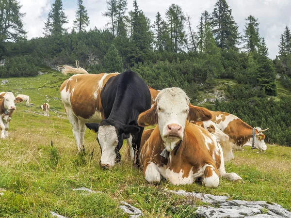 Retrato Vaca Cerca Mirándote Las Montañas Dolomitas —  Fotos de Stock