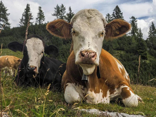 Retrato Vaca Perto Olhando Para Você Montanhas Dolomitas — Fotografia de Stock