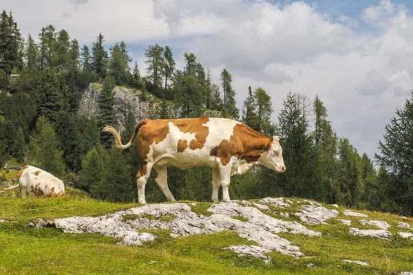 Portrait Vache Près Vous Regardant Dans Les Montagnes Dolomites — Photo