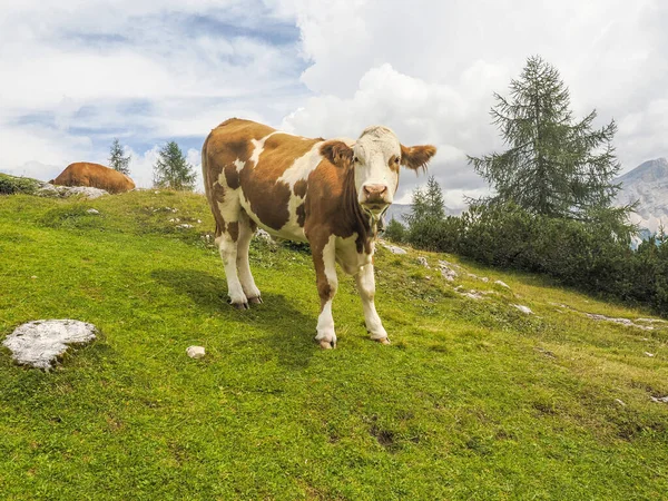 Retrato Vaca Cerca Mirándote Las Montañas Dolomitas — Foto de Stock