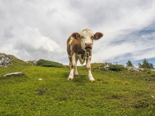 Portrait Vache Près Vous Regardant Dans Les Montagnes Dolomites — Photo