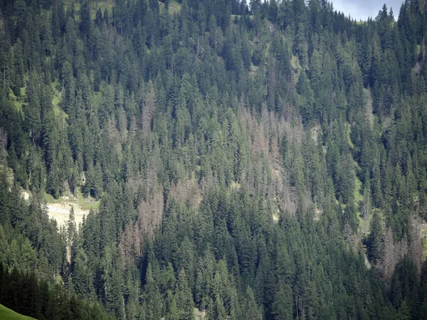 bark beetle diseased larch pine tree in dolomites mountain detail