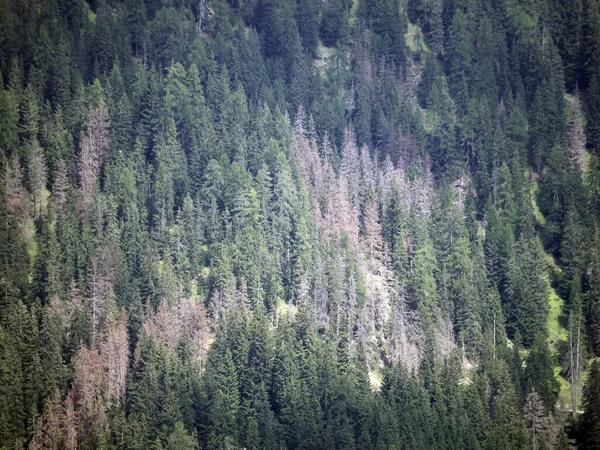 bark beetle diseased larch pine tree in dolomites mountain detail