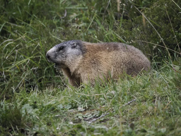Marmot Groundhog Nest Portrait Close — Stock Photo, Image