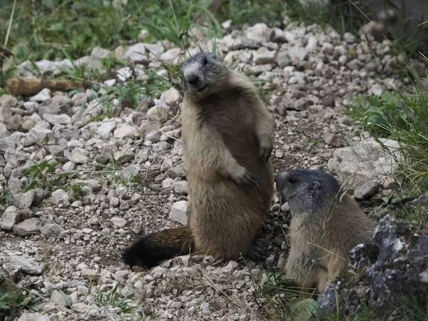 Marmot Groundhog Buiten Nest Portret Close — Stockfoto