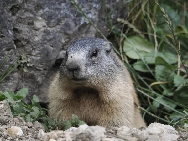 Marmot Groundhog Buiten Nest Portret Close — Stockfoto