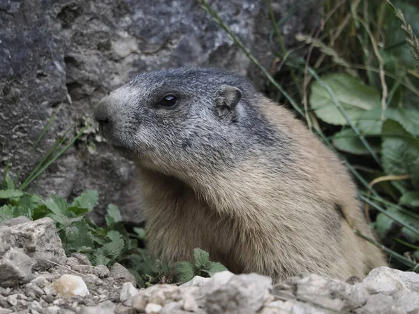 Marmot Groundhog Buiten Nest Portret Close — Stockfoto