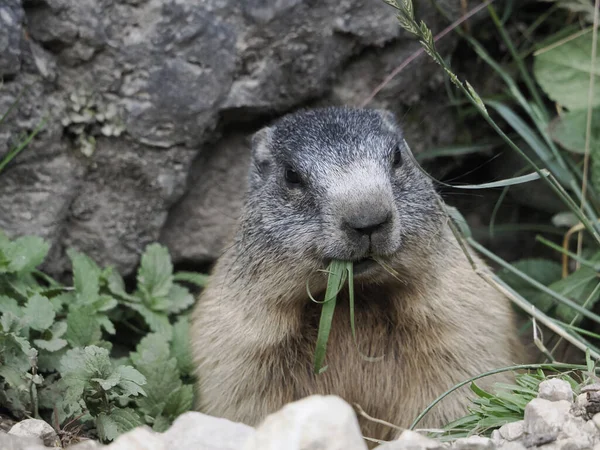 Marmot Μαρμότα Έξω Από Φωλιά Πορτρέτο Κοντά — Φωτογραφία Αρχείου