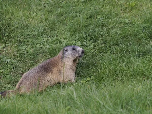 Marmota Marmota Nido Exterior Retrato Cerca —  Fotos de Stock