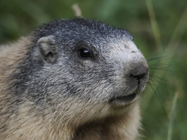 Marmot Μαρμότα Έξω Από Φωλιά Πορτρέτο Κοντά — Φωτογραφία Αρχείου