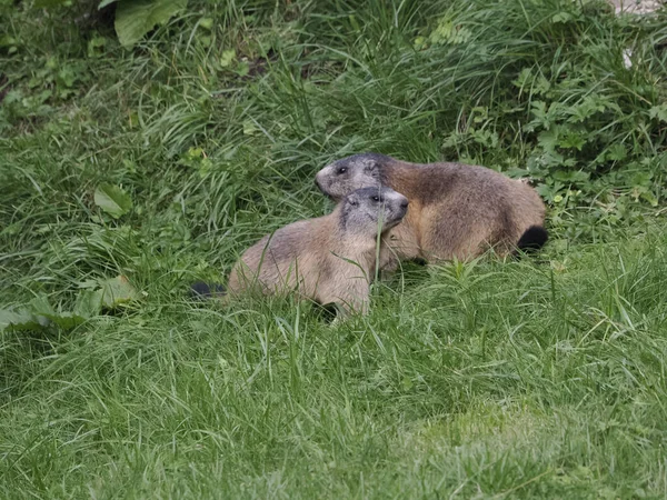 Marmotte Marmotte Extérieur Nid Portrait Gros Plan — Photo