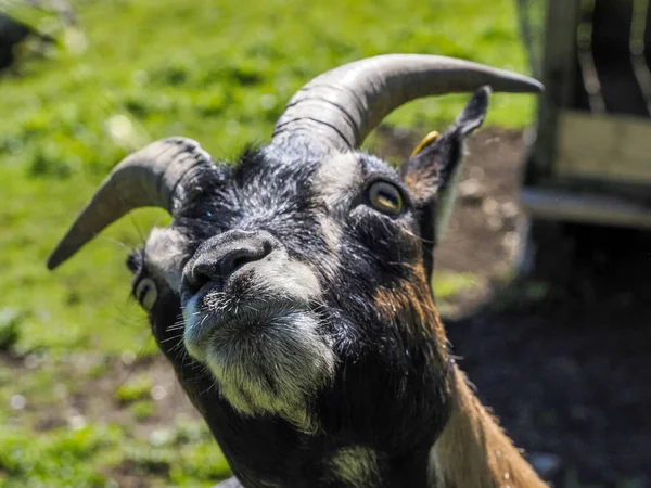 Goat Close Portrait Looking You Detail — Stock Photo, Image