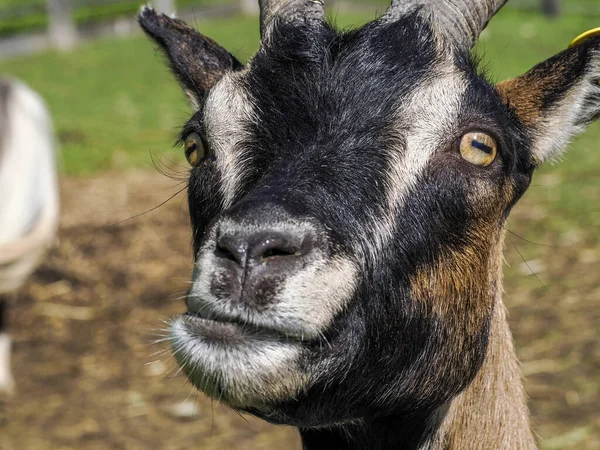 Goat Close Portrait Looking You Detail — Stock Photo, Image