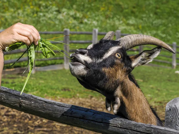 Mão Alimentando Uma Cabra Com Detalhes Grama — Fotografia de Stock