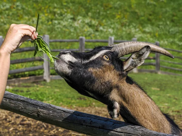 Mão Alimentando Uma Cabra Com Detalhes Grama — Fotografia de Stock